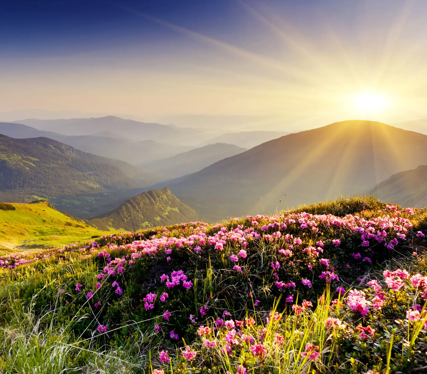 Sunrise over mountains with blooming pink wildflowers in the foreground.